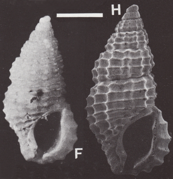 Stosicia houbricki Sleurs, 1996 Stosicia houbricki Sleurs, 1996