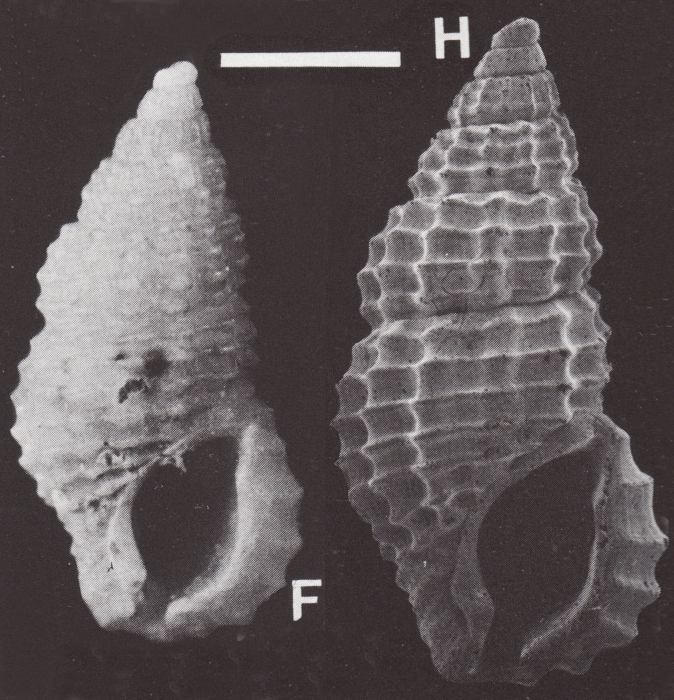 Stosicia houbricki Sleurs, 1996