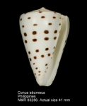 Conus eburneus