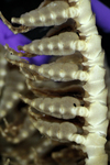 Isometra flavescens John, 1938