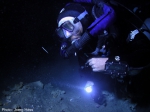 Rebreather diver viewing a remipede at close range in a Yucatan cave.