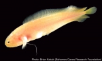 Lucifuga lucayana  Møller, Schwarzhans, Iliffe &  Nielsen,  2006 (Ophidiiformes: Bythitidae) from anchialine caves on Grand Bahama and Abaco Islands (Little Bahama Band, Bahamas).