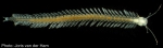 Speleonectes tanumekes Koenemann, Iliffe & van der Ham, 2003 (Remipedia: Nectiopoda: Speleonectidae) from Great Exuma Island.