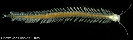 SpeleonectestanumekesKoenemann, Iliffe & van der Ham, 2003 (Remipedia: Nectiopoda: Speleonectidae) from Great Exuma Island.