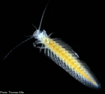 Morlockia emersoni(Lorentzen, Koenemann, Iliffe, 2007) (Remipedia: Nectiopoda: Morlockiidae) from anchialine caves in the Dominican Republic.
