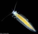 Morlockia emersoni(Lorentzen, Koenemann, Iliffe, 2007) (Remipedia: Nectiopoda: Morlockiidae) from anchialine caves in the Dominican Republic.