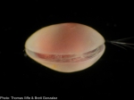 Deeveya sp. (Ostracoda: Halocypridae: Deeveyinae) from an anchialine cave on Abaco, Bahamas.