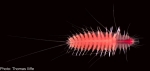 Pelagomacellicephala iliffei Pettibone, 1985 (Polychaeta: Polynoida) from an anchialine cave in the Exuma Cays.