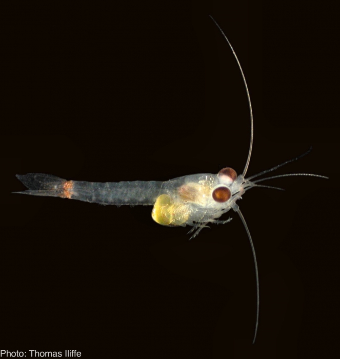 Mysida Mysida