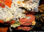 Sponge-dominated assemblage in the semi-dark zone of a marine cave, Aegean Sea, Greece.