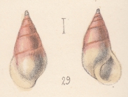 Zebina paivensis (Watson, 1873)