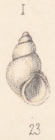 Rissoa abjecta Watson, 1873