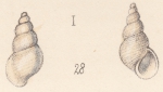 Rissoa tenuisculpta Watson, 1873