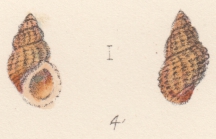 Rissoa aurantiaca Watson, 1873