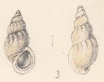 Rissoa striata var. lirata Watson, 1873