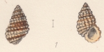 Rissoa leacocki Watson, 1873
