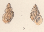 Rissoa macandrewi var. spreta Watson, 1873