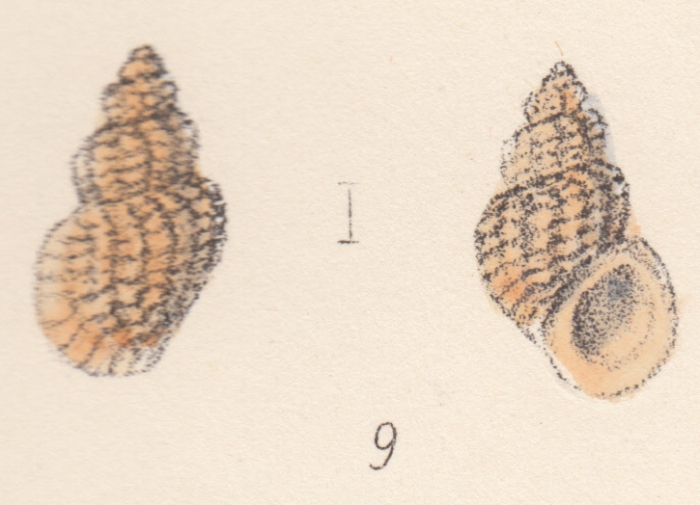 Rissoa macandrewi var. spreta Watson, 1873 Rissoa macandrewi var. spreta Watson, 1873