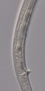 Holotype male posterior end of Antomicron lorenzeni