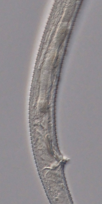 Holotype male posterior end of Antomicron lorenzeni