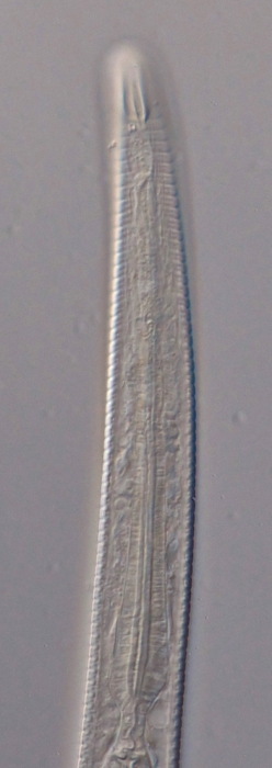 Paratype female anterior end of Antomicron lorenzeni