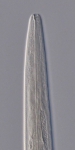 Holotype male anterior end of Deontolaimus catalinae