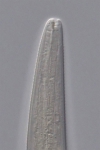 Paratype female anterior end of Deontolaimus catalinae