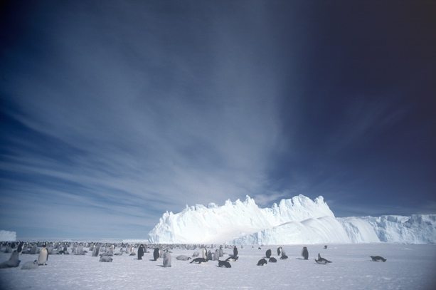 Emperor Penguin