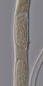 Holotype female midbody of Domorganus suecicus