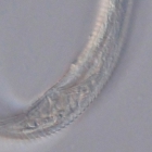 Paratype male posterior end of Domorganus suecicus
