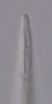 Holotype male anterior end of Leptolaimoides filicaudatus