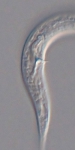 Holotype male posterior end of Leptolaimoides filicaudatus