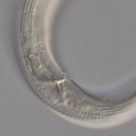 Holotype male posterior end of Leptolaimoides leptomicron