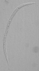 Paratype female of Leptolaimus primus