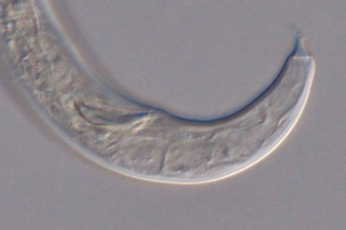 Paratype male posterior end of Loveninema tubulosa