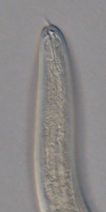 Holotype female anterior end of Loveninema unicornis