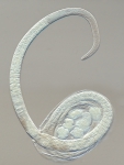 Female specimen of Onchium metocellatum inside the host