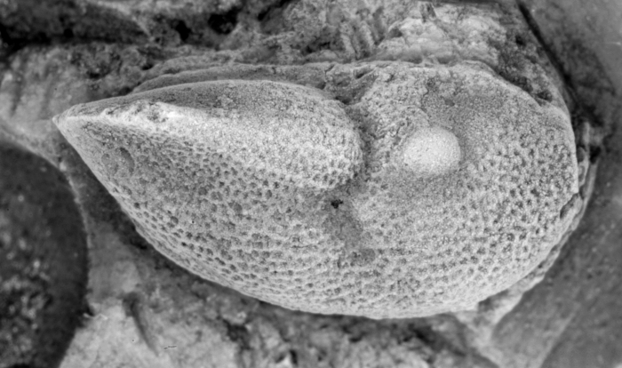 Pauline nivisis, holotype, lateral view Pauline nivisis, holotype, lateral view