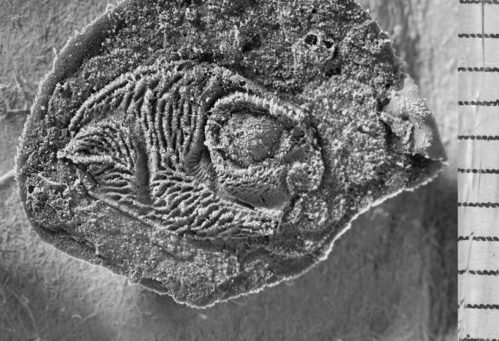 Parabolbozoe armoricana, holotype, lateral view, latex cast of external mould Parabolbozoe armoricana, holotype, lateral view, latex cast of external mould