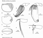 Redrawn original drawings of holotype of Bathyconchoecia paulula 