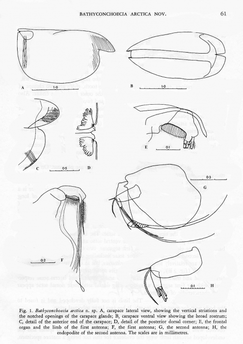 Figure 1 from original description Figure 1 from original description