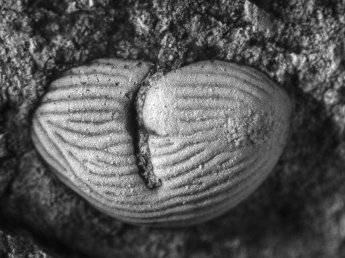 Richteria migrans Holotype L 22944a Richteria migrans Holotype L 22944a