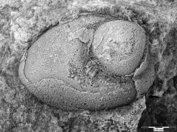 Bolbozoe anomala Holotype lateral view L 23572a Bolbozoe anomala Holotype lateral view L 23572a