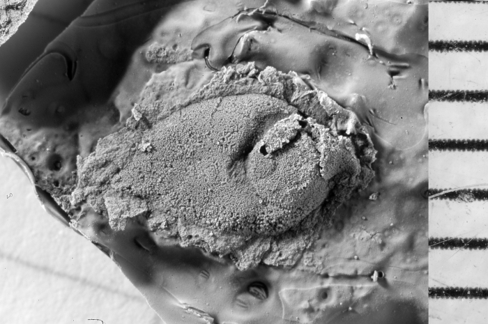 Bolbozoe acuta Holotype FSL 710536 lateral view Latex cast Bolbozoe acuta Holotype FSL 710536 lateral view Latex cast