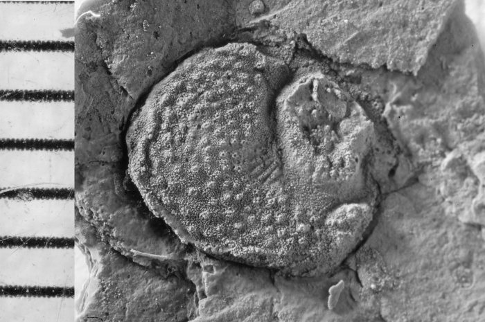 Bolbozoe parvafraga Holotype FSL 710545 lateral view Latex cast