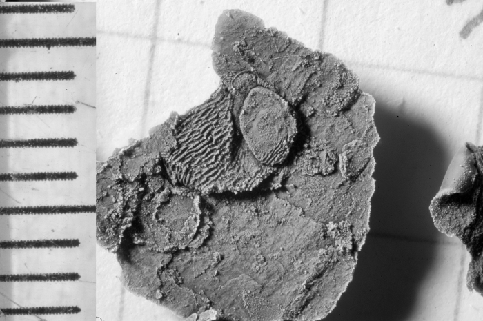Bolbozoe rugosa Holotype FSL 710540 lateral view Latex cast Bolbozoe rugosa Holotype FSL 710540 lateral view Latex cast