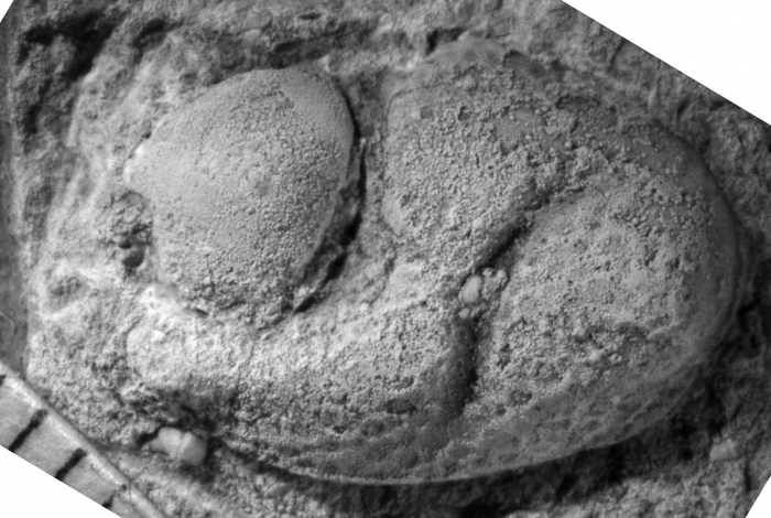 Parabolbozoe bohemica Holotype L 23658a lateral view Parabolbozoe bohemica Holotype L 23658a lateral view