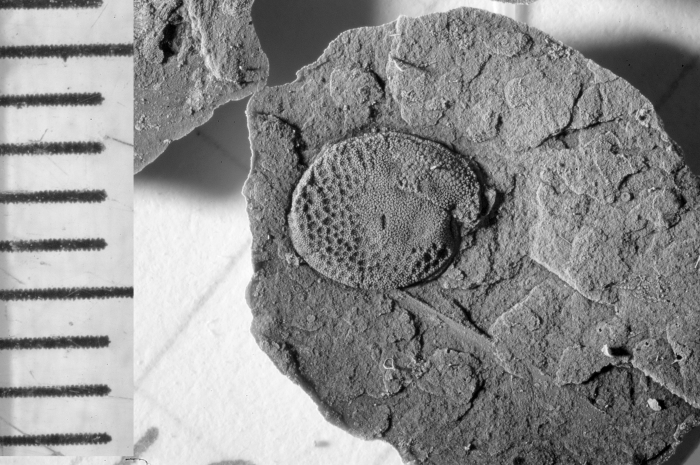Silurocypridina retroreticulata Holotype FSL 710505 Lateral view Latex cast