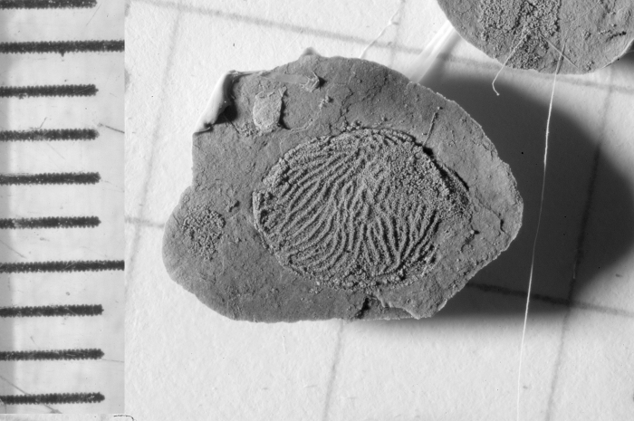 Silurocypridina variostriata Holotype FSL 710480a lateral view Latex cast Silurocypridina variostriata Holotype FSL 710480a lateral view Latex cast
