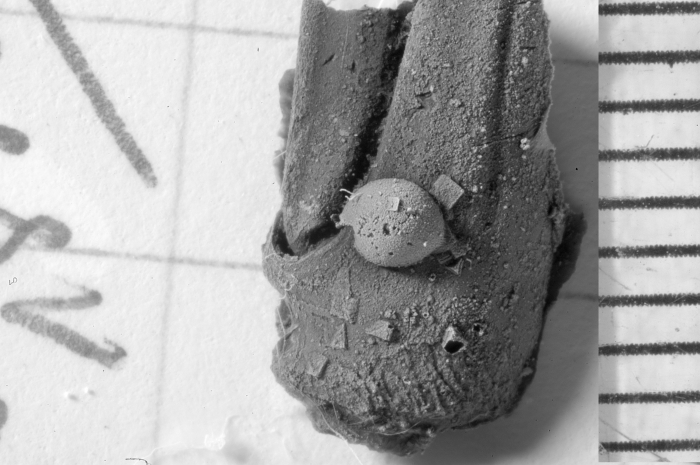 Silurocypridina calva Holotype LPB 18926 lateral view Latex cast Silurocypridina calva Holotype LPB 18926 lateral view Latex cast